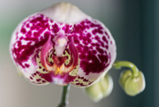 18th May 2014 - Birth of an Orchid