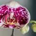 Birth of an Orchid by cdonohoue