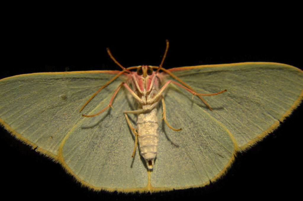 Emerald moth by dianeburns