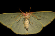 19th May 2014 - Emerald moth