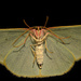 Emerald moth by dianeburns