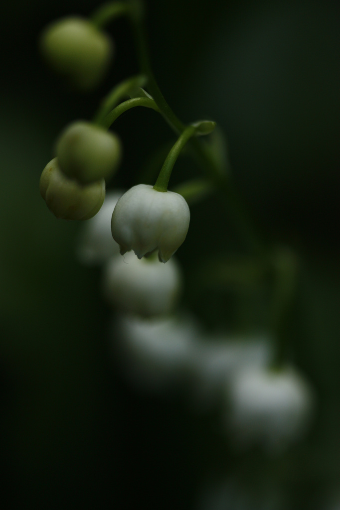 Lily of the Valley by mzzhope