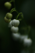 18th May 2014 - Lily of the Valley