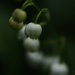 Lily of the Valley by mzzhope