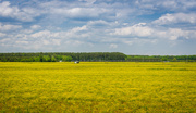 18th May 2014 - Fields Of Yellow
