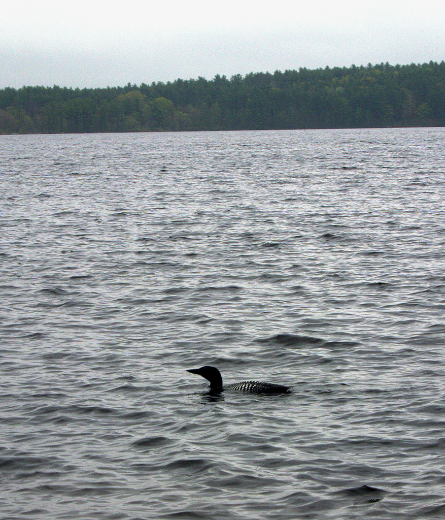Loon Alone Too by kevin365