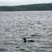 Loon Alone Too by kevin365