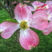 Dogwood Blossom by olivetreeann
