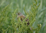 15th May 2014 - Dickcissel