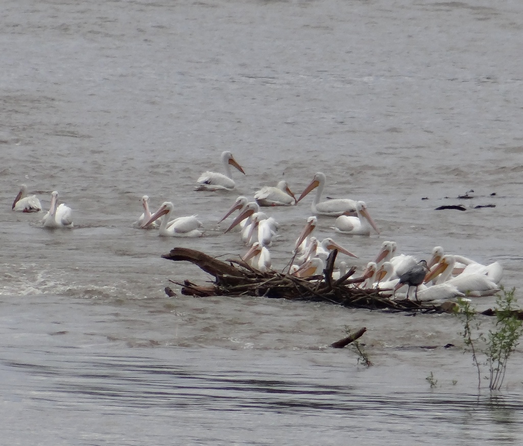 Migrating American White Pelicans on the Mississippi by annepann