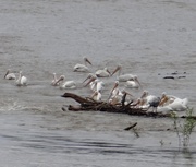 17th May 2014 - Migrating American White Pelicans on the Mississippi