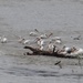 Migrating American White Pelicans on the Mississippi by annepann
