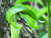 18th May 2014 - Jack-in-the-Pulpit