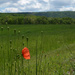 poppy in field by francoise