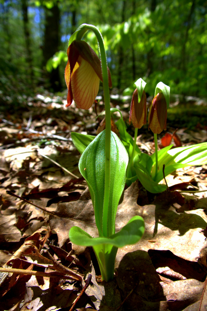 Lady Slippers One by kevin365