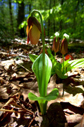 17th May 2014 - Lady Slippers One