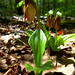 Lady Slippers One by kevin365