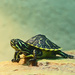 Turtle Portrait by hondo