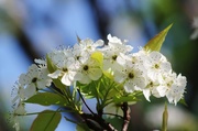 18th May 2014 - Blooms too!