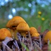 A mushroom family! by gigiflower