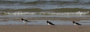 21st May 2014 - Three Birds and a Wave