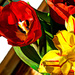 19th May 2014 - Lovely tulips by pamknowler