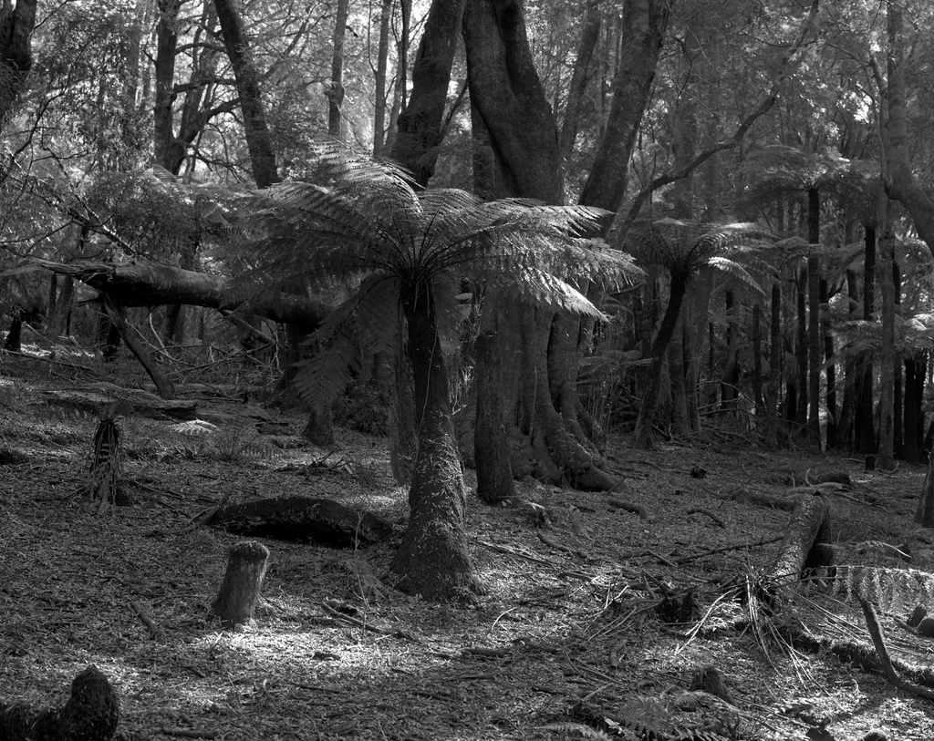 Penance Grove by peterdegraaff