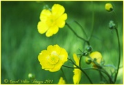 19th May 2014 - Meadow Buttercup