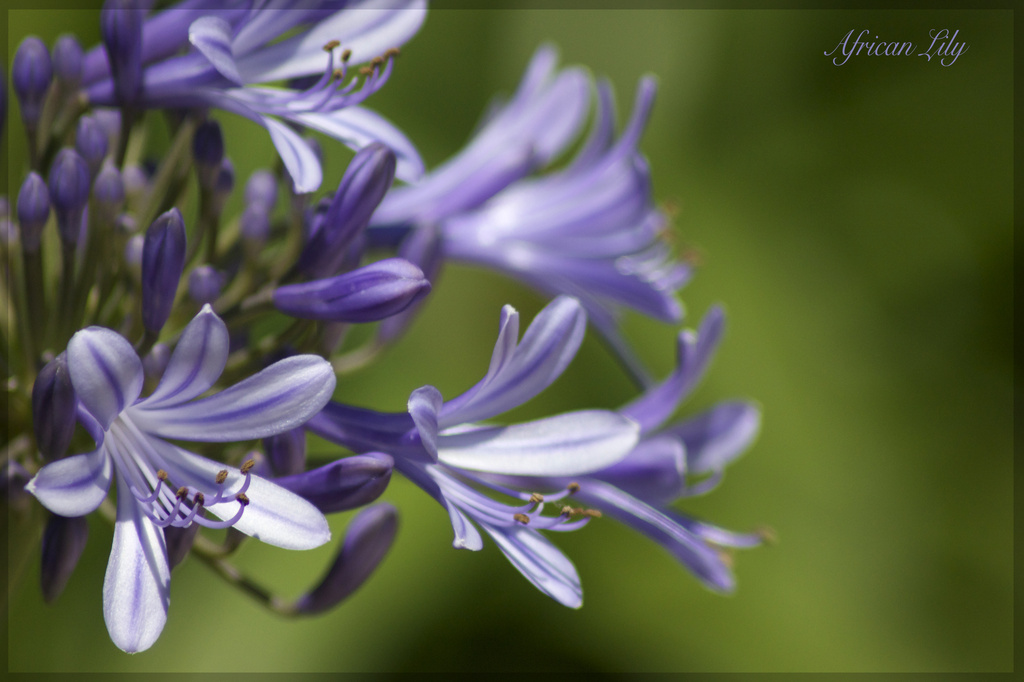 African Lily (Agapanthus) by jamibann