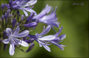 19th May 2014 - African Lily (Agapanthus)