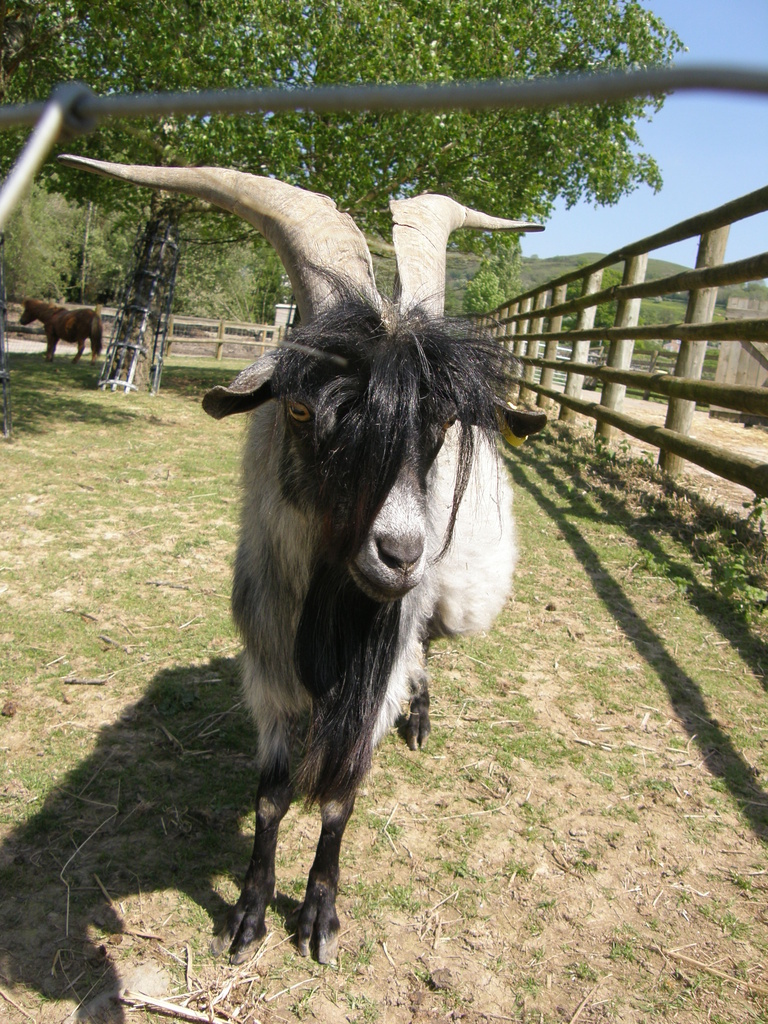 Billy goat gruff  by beryl