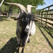 Billy goat gruff  by beryl
