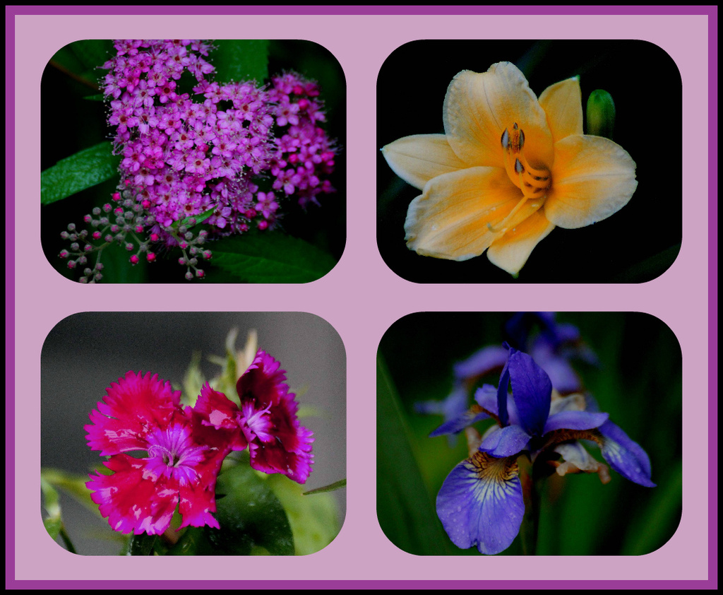 Flower collage by vernabeth