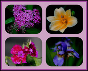 19th May 2014 - Flower collage