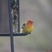 Western Tanager by harbie