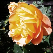 19th May 2014 - Orange rose