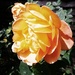 Orange rose by mattjcuk