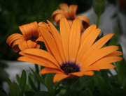 19th May 2014 - Orange flowers