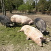 Ooh !! so hot for Pigs --- by beryl
