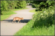 19th May 2014 - I saw this little fellow down the cycle track
