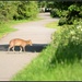 I saw this little fellow down the cycle track by rosiekind