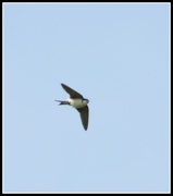 19th May 2014 - House martin or swift?