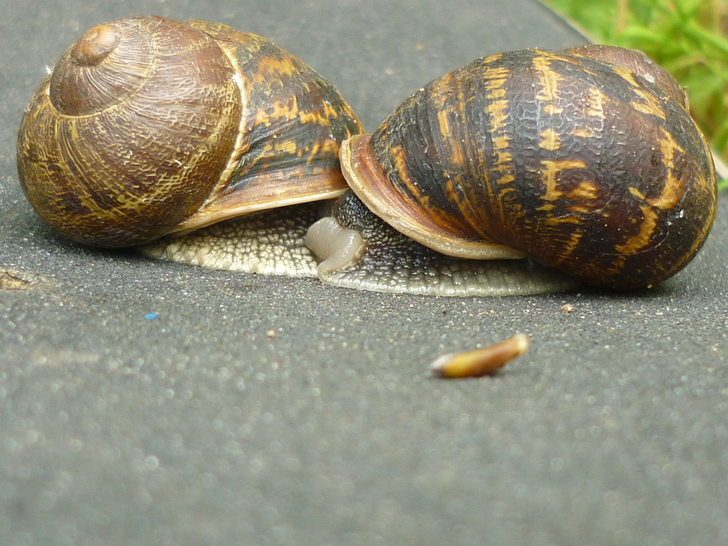 Slow Snail Sex by countrylassie