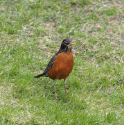 19th May 2014 - Robin Red Breast