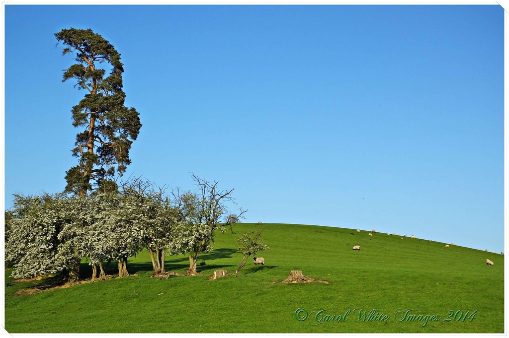 The Hill by carolmw