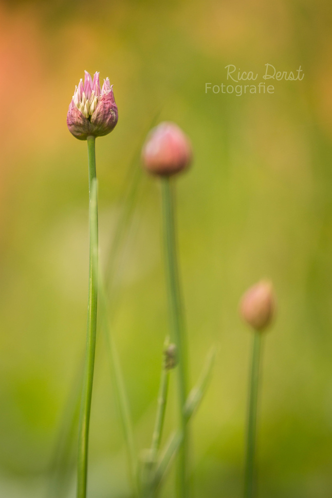 chives again #19 by ricaa