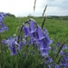 Proper English Bluebells by roachling