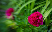19th May 2014 - Peony - Lensbaby style.