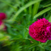 Peony - Lensbaby style. by vignouse