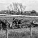 Amish Six Horsepower Eighteen Wheeler by digitalrn